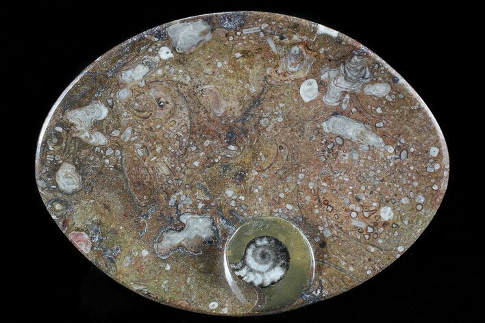 Oval Shaped Fossil Goniatite Dish #73771